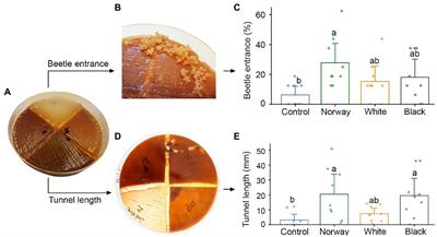 Fungal Interactions and Host Tree Preferences in the Spruce Bark Beetle Ips typographus